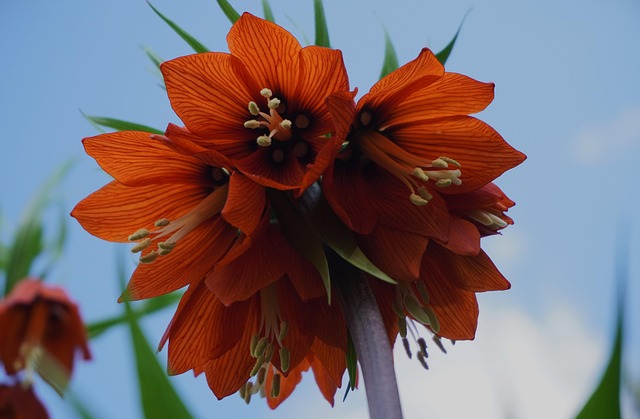 Transform with Auraria Kaiser: Overcome Emotional Barriers in Sessions