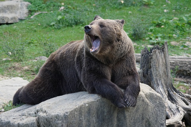 bear-creek-kaiser-counselor-640x480-48884785.jpeg