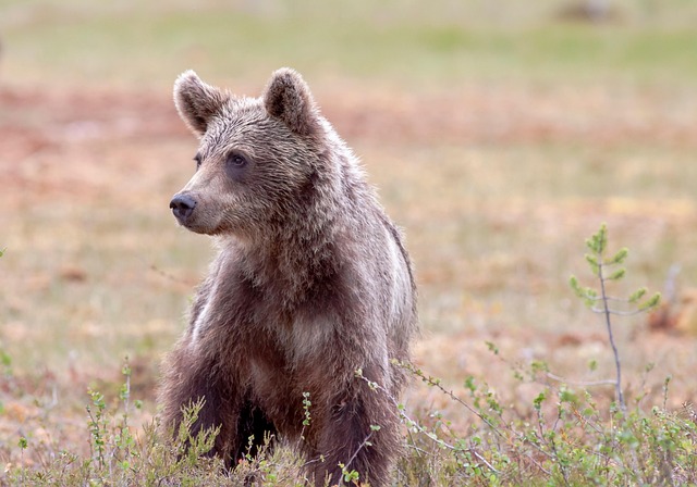 bear-valley-kaiser-permanente-counselor-640x480-1295184.jpeg