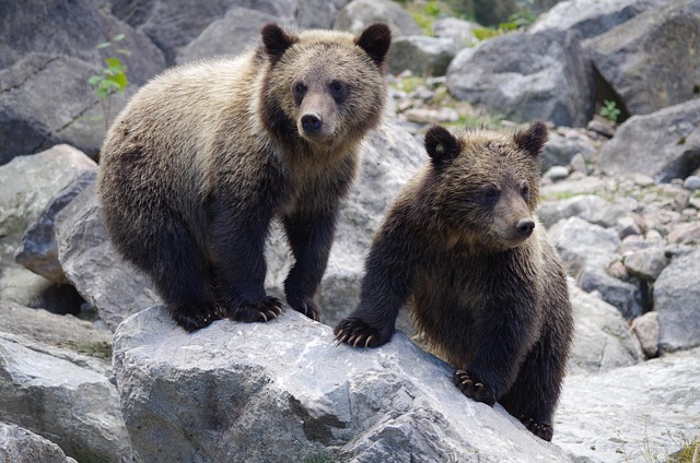 bear-valley-kaiser-permanente-psychologi-640x480-3299289.jpeg