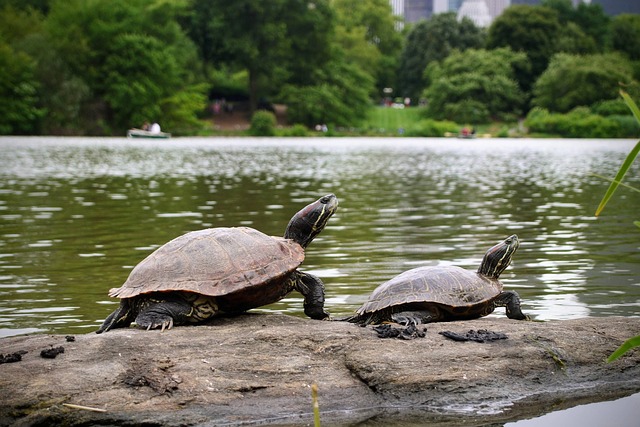 central-park-kaiser-permanente-psycholog-640x480-25597258.jpeg
