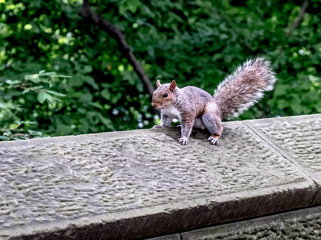 central-park-kaiser-psychologist-640x480-49617368.jpeg