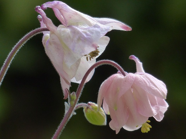 columbine-kaiser-child-psychologist-640x480-54502100.jpeg