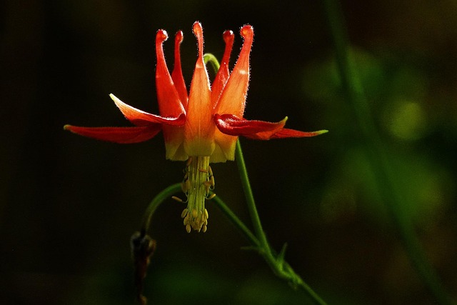 columbine-kaiser-permanente-psychologist-640x480-378632.jpeg