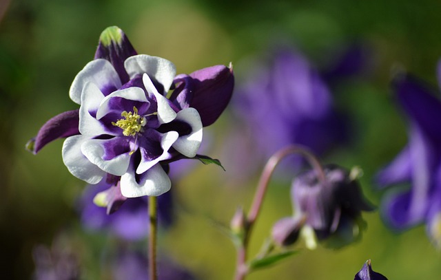 columbine-kaiser-permanente-psychologist-640x480-99509775.jpeg