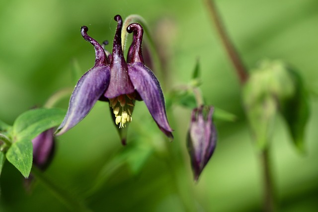 Heal Trauma: Guide to Support with Columbine Kaiser Psychotherapist