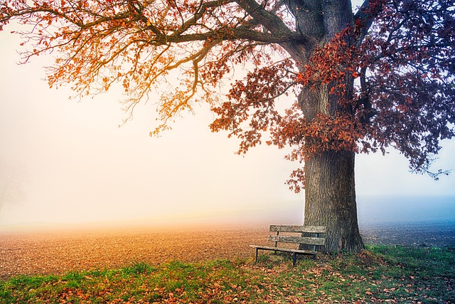 Personalized Therapy Plans: Curtis Park Kaiser Counselor Guidance