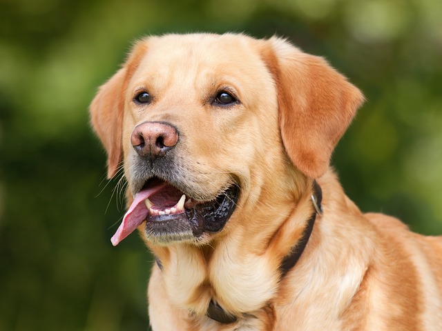 golden-kaiser-psychologist-640x480-58894571.jpeg