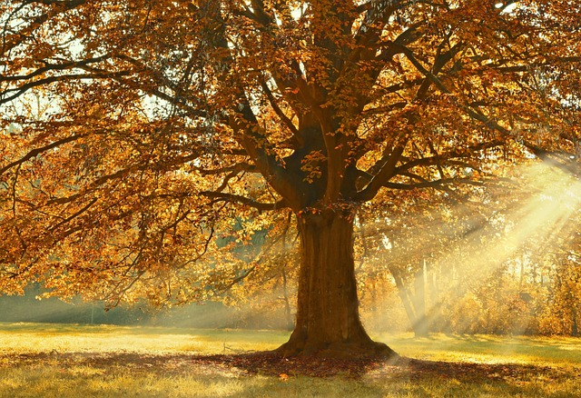 Healing Childhood Trauma with Golden Kaiser Psychotherapist
