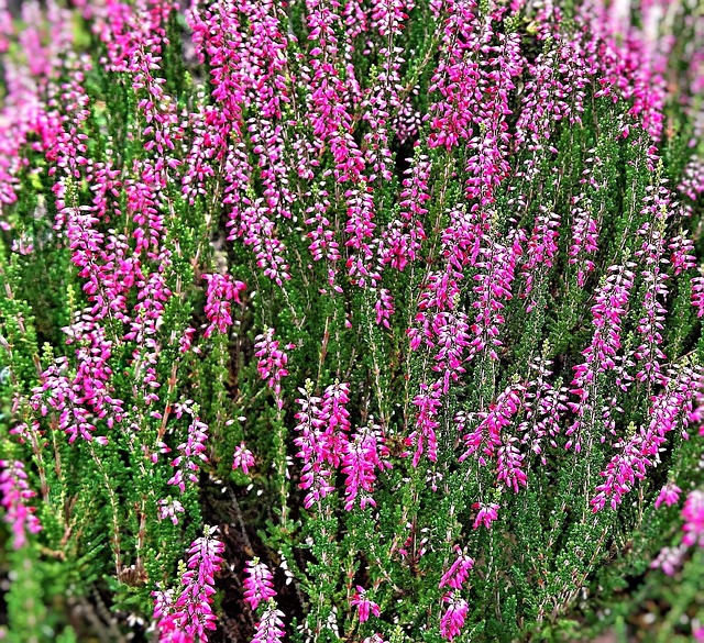 heather-gardens-kaiser-marriage-or-relat-640x480-18779939.jpeg