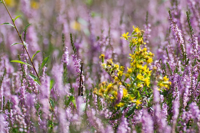 heather-gardens-kaiser-marriage-or-relat-640x480-23175384.jpeg