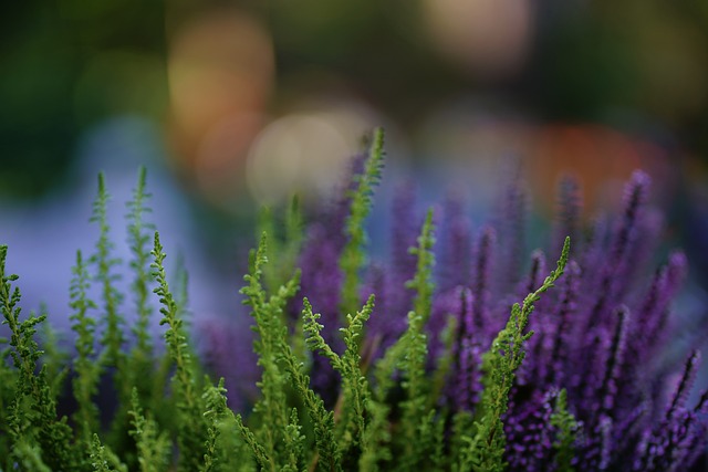 heather-gardens-kaiser-marriage-or-relat-640x480-24908634.jpeg