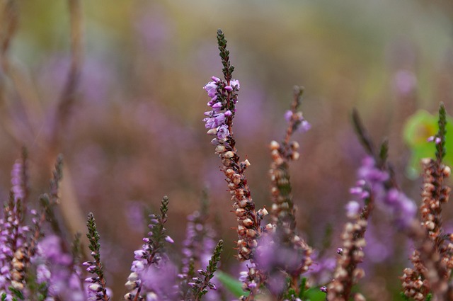 heather-gardens-kaiser-permanente-family-640x480-36686345.jpeg