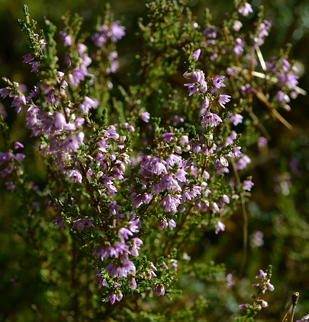 heather-gardens-kaiser-permanente-family-640x480-90066756.jpeg