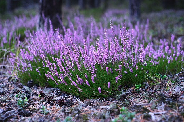heather-gardens-kaiser-psychotherapist-640x480-16338330.jpeg