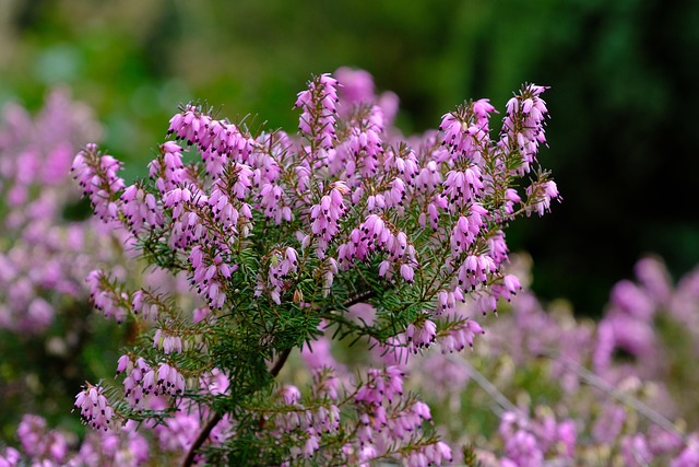 heather-gardens-kaiser-psychotherapist-640x480-49741840.jpeg