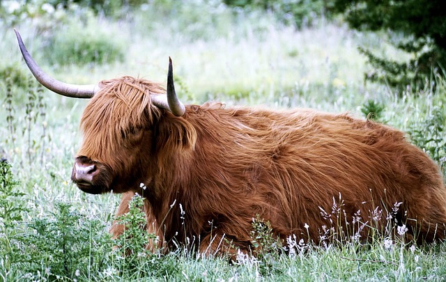 highland-kaiser-counselor-640x480-6029100.jpeg