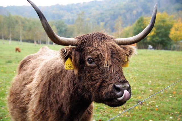 highland-kaiser-psychologist-640x480-24815140.jpeg