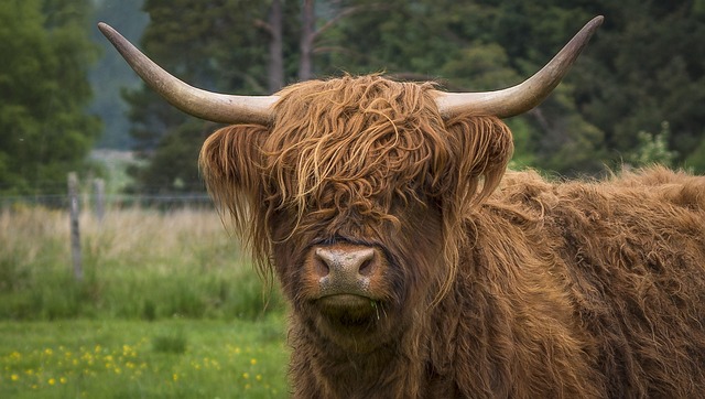 highland-kaiser-psychologist-640x480-70773778.jpeg