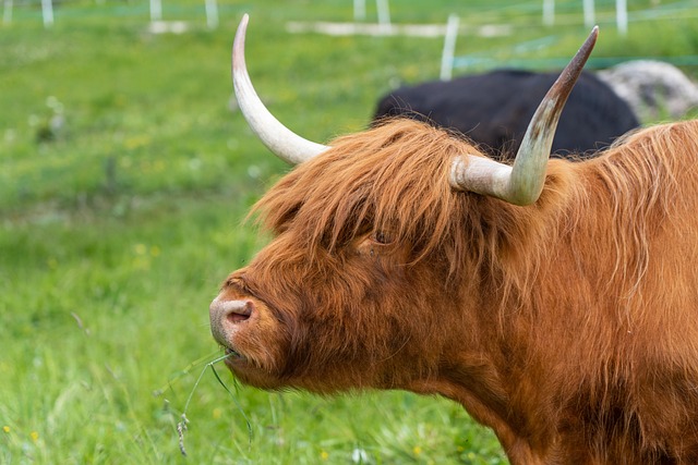 highland-kaiser-psychotherapist-640x480-63520739.jpeg