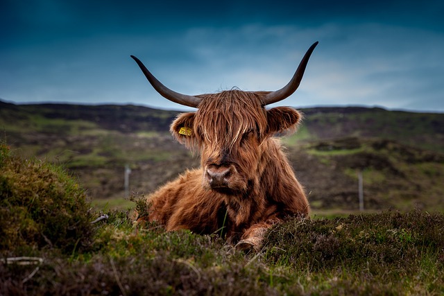 highland-kaiser-psychotherapist-640x480-97433743.jpeg
