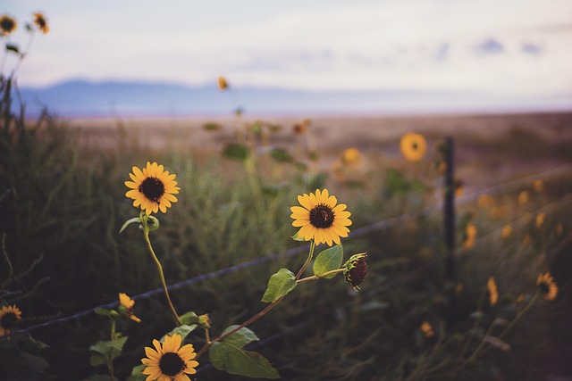 Transforming Families: Kaiser Highlands Ranch Psychiatrist Guidance