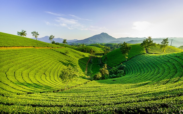 Holistic Healing: Personalized Coaching for Emotional Triumph