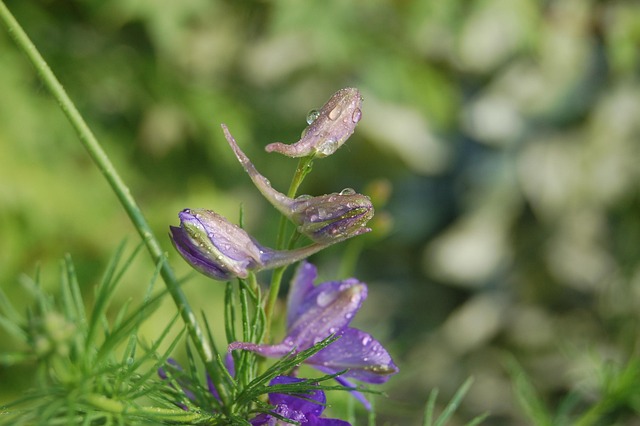 larkspur-kaiser-counselor-640x480-22717535.jpeg