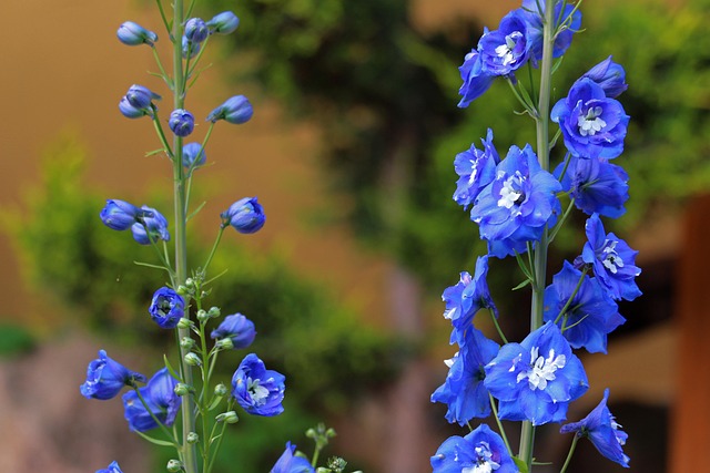 larkspur-kaiser-counselor-640x480-29113587.jpeg