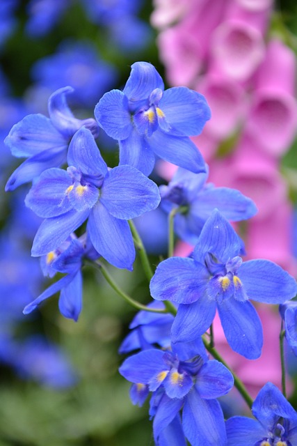Larkspur Kaiser: Personalized Mental Wellness Programs Online
