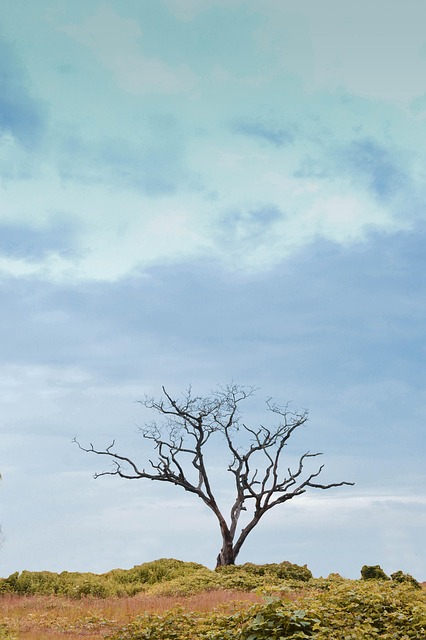 lone-tree-kaiser-counselor-640x480-68219458.jpeg
