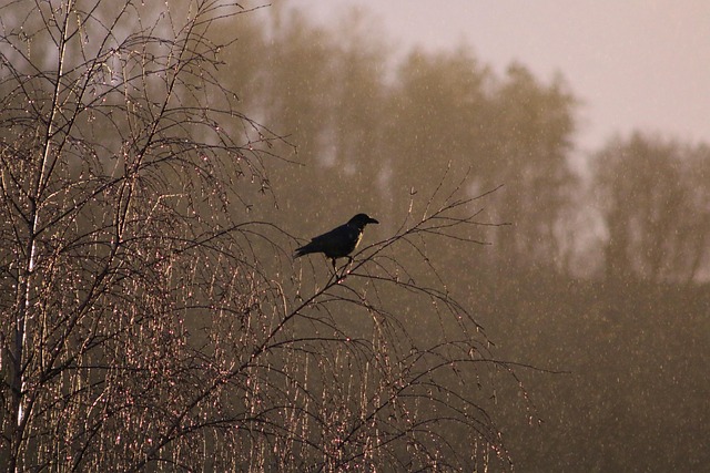 lone-tree-kaiser-counselor-640x480-6836081.jpeg