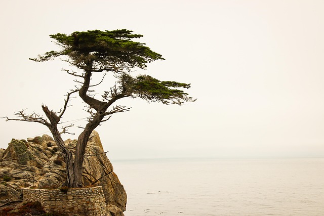 lone-tree-kaiser-counselor-640x480-90520447.jpeg