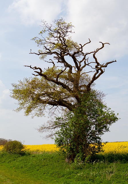 Lone Tree Kaiser Permanente Child Psychologist