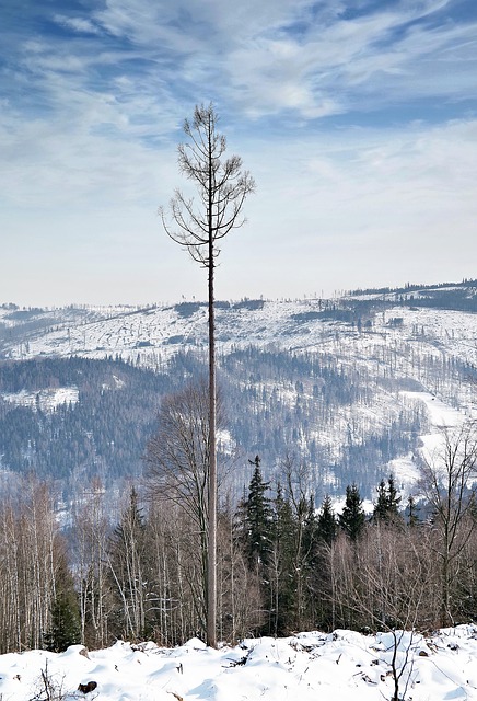lone-tree-kaiser-psychologist-640x480-47909303.jpeg