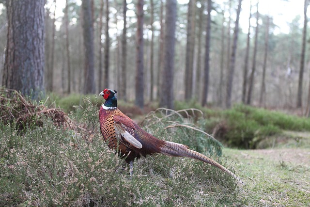 pheasant-run-kaiser-counselor-640x480-48204643.jpeg