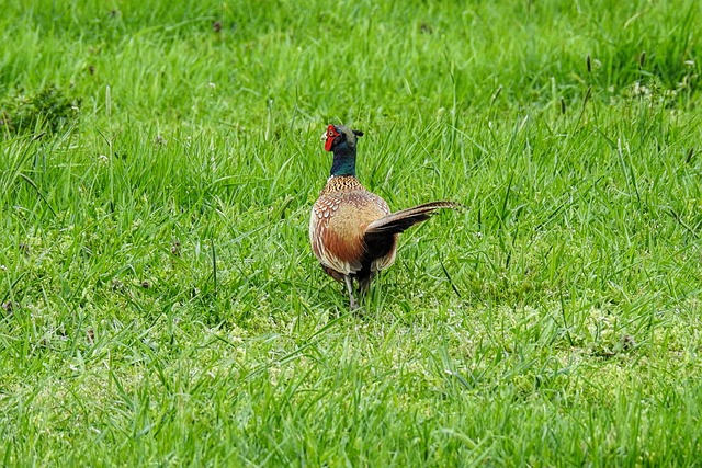 pheasant-run-kaiser-counselor-640x480-76531233.jpeg