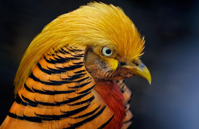 pheasant-run-kaiser-family-counselor-640x480-3016531.jpeg