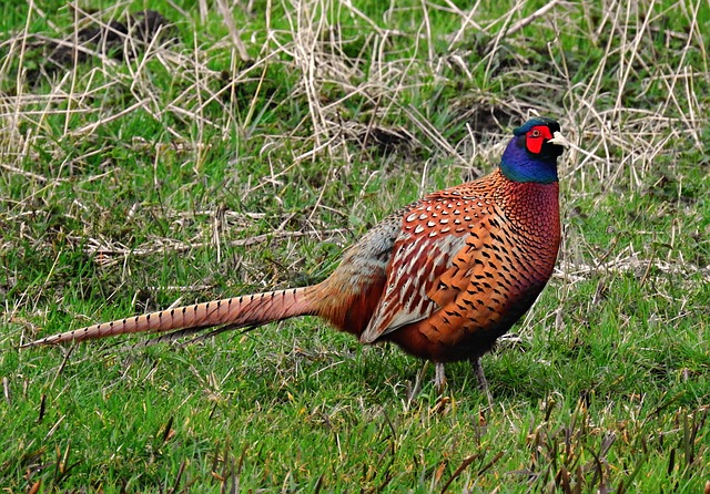 pheasant-run-kaiser-family-counselor-640x480-62523325.jpeg