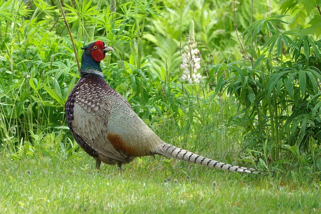pheasant-run-kaiser-permanente-child-psy-640x480-87228700.jpeg