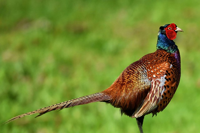 pheasant-run-kaiser-permanente-counselor-640x480-40406214.jpeg