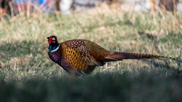 pheasant-run-kaiser-permanente-counselor-640x480-72719121.jpeg