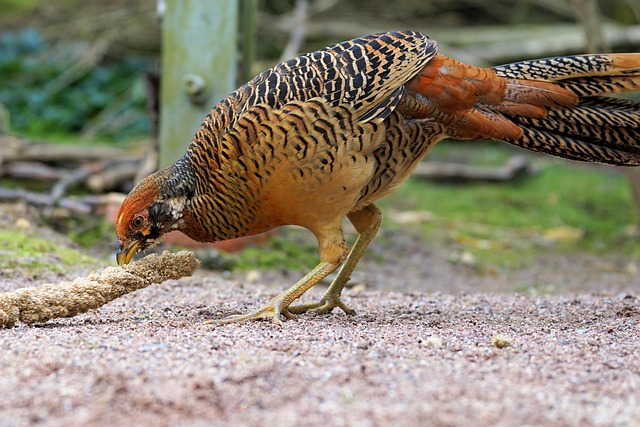 pheasant-run-kaiser-permanente-family-co-640x480-23397289.jpeg