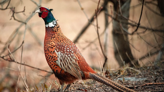 pheasant-run-kaiser-permanente-family-co-640x480-31209921.jpeg