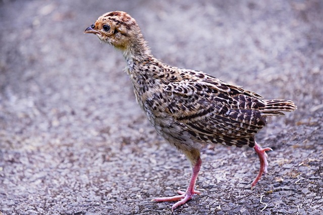 pheasant-run-kaiser-permanente-psycholog-640x480-21925808.jpeg