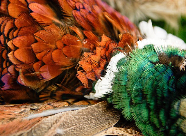 pheasant-run-kaiser-permanente-psycholog-640x480-45384395.jpeg
