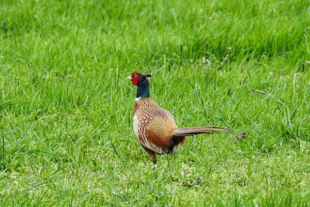 Master Anxiety Reduction with Pheasant Run Kaiser Psychotherapist