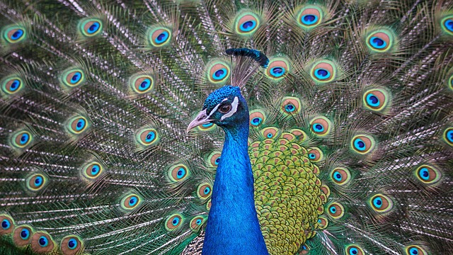 pheasant-run-kaiser-psychotherapist-640x480-93136865.jpeg