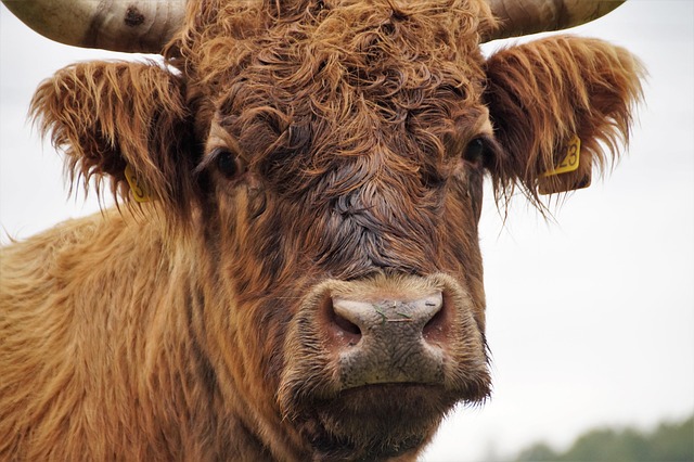 west-highland-kaiser-psychologist-640x480-4326372.jpeg
