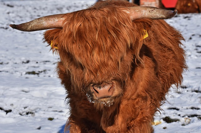 Transformative Psychotherapy: West Highland Kaiser Therapist’s Guide